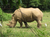 Rhinoceros in Uganda Wildlife Education Center (zoo) near Kampala